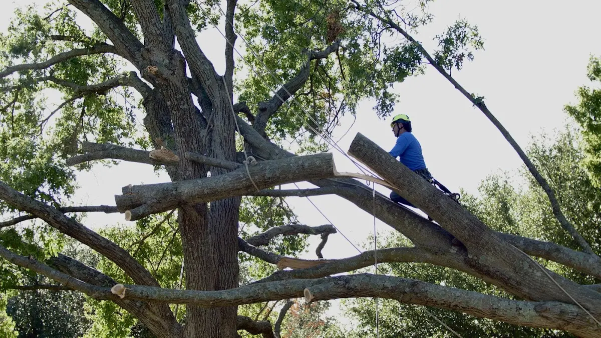 Professional Crown Thinning performed by certified arborists in Humboldt